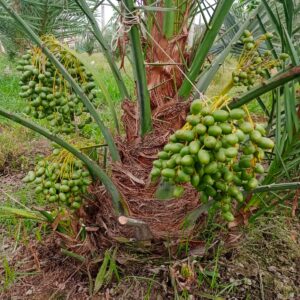 খেজুর গাছের চারা