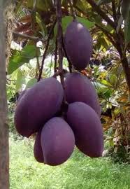 ৫ টি চারা গাছের প্যাকেজ