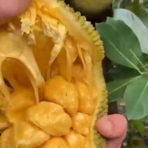 ১২ টি ১২ মাসি চারা গাছের প্যাকেজ