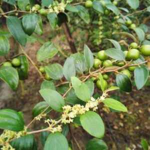 ১০ পিস বরই চারা